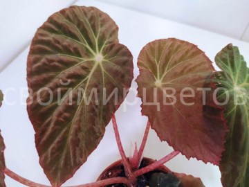 Бегония Burkillii Red form (2)